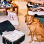 Packing makes our dog sad